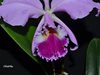 Cattleya jenmanii 